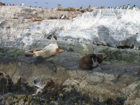 Cormorans et lions de mer près d'Ushuaia