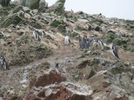 islas Ballestas - Pingouins