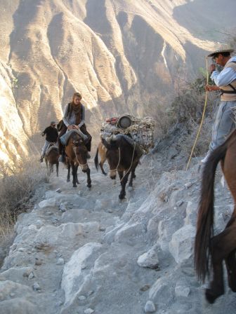 Canyon del Colca - mules