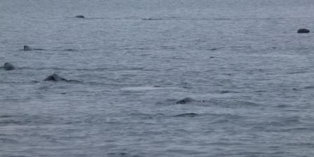 Baleines à Tadoussac