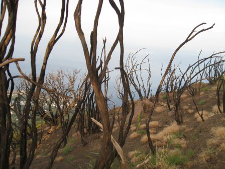 Végétation brûlée par les dernières explosions du volcan